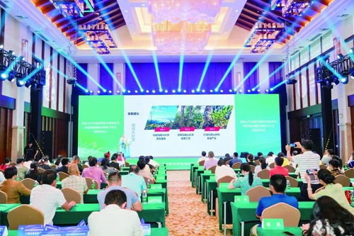 五指山熱帶雨林大葉茶 技術(shù)開發(fā)驅(qū)動(dòng)品牌升級，助力茶農(nóng)日子紅火